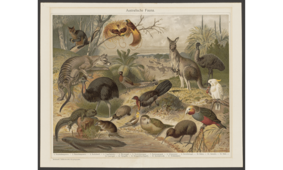 A hand drawn, colourised image of seventeen Australian animals including fish, lizards, birds and mammals from the early 1880s.