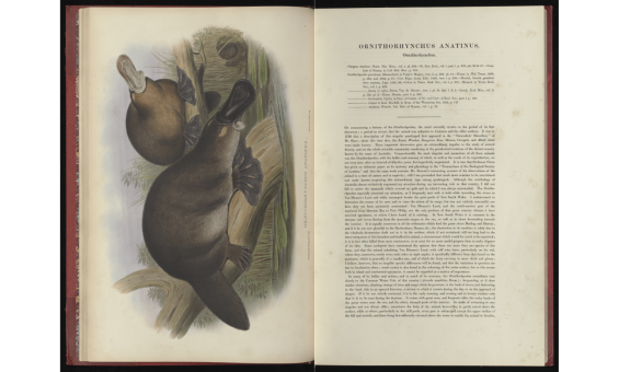 An image of an open book, with the left page featuring a full-page hand drawn colour image of two platypus from 1863 and the right page featuring a large block of text.