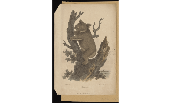 A hand drawn and colourised image of a koala hugging a tree branch from 1810.