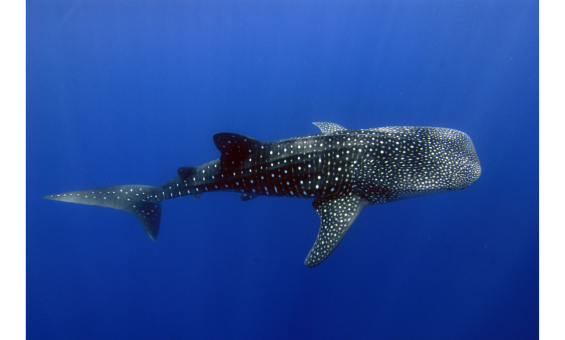 A photograph of a Whale Shark (black with white spots), swimming underwater, Copyright Commonwealth of Australia (Reef Authority). 