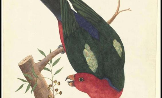 Drawing of a king parrot