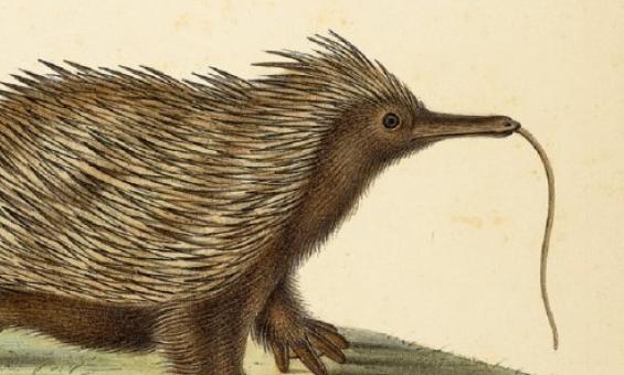 A watercolour image from 1827 of an echidna. This depiction is not accurate with what we know echidnas to look like in real life.