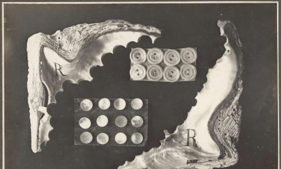 A black and white photo showing how two half shells and the round pieces cut out of them
