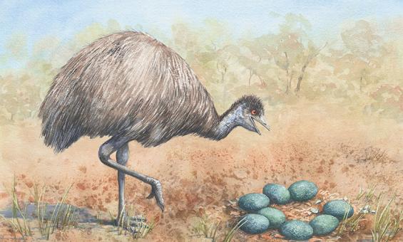 A watercolour illustration of an emu standing on one leg next to a nest of teal eggs