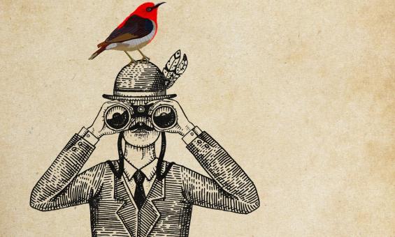 whats on what birdo is that event image