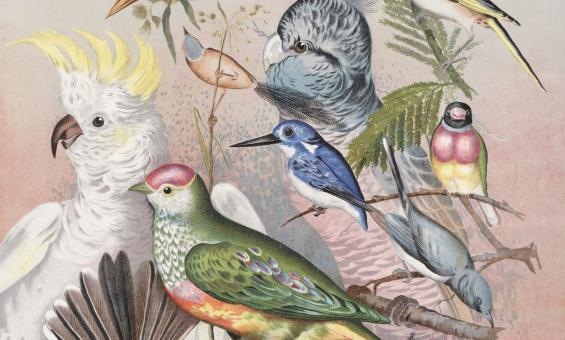Illustration of different types of birds, including a cockatoo and kingfisher, sitting on branches