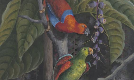 Detail watercolour illustration of two colourful lorikeets eating in a tree