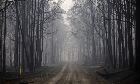 Dirt road cutting through forest of dark, leafless trees