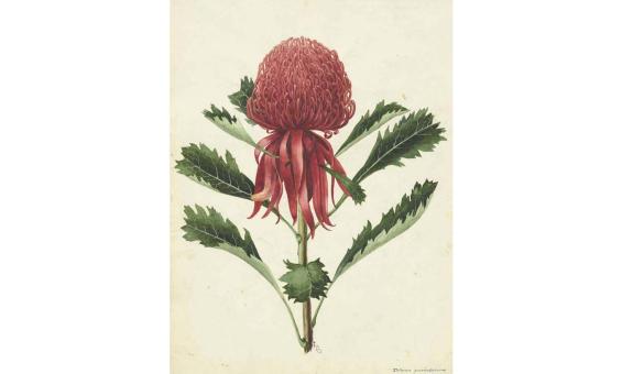 Watercolour painting of a red flower with green leaves and stem on a brown background