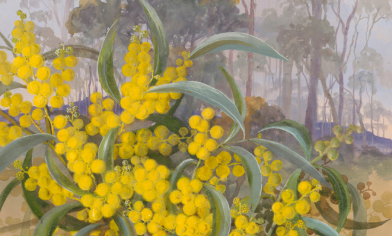Illustration of a bunch of golden wattle