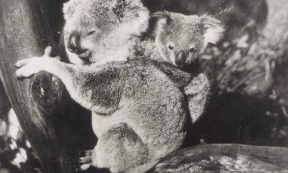 Black and white photo of a baby koala clinging to the back of a largeer koala, who's sitting on a branch